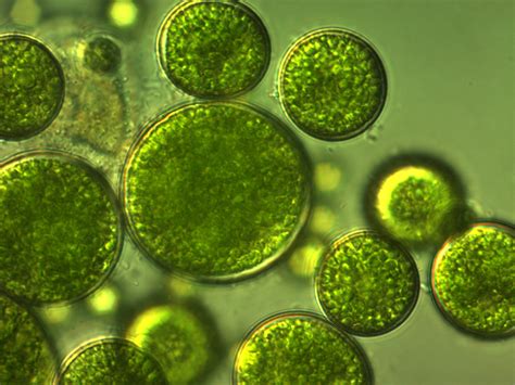  Corallocystus! Can You Believe This Microscopic Animal Lives Amongst Algae?