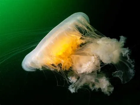  Jellyfish, Jelatinous Wonders That Can Sting!