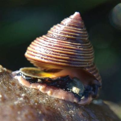 Top Snail? Discover This Remarkable Gastropod With A Shell That's As Strong As A Fortress And Tentacles As Delicate As Lace!