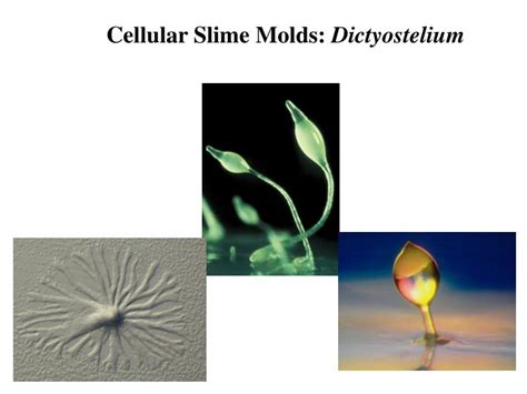  Dictyostelium: A Curious Case of Slime Mold Intelligence, Social Behavior, and Cellular Transformation!