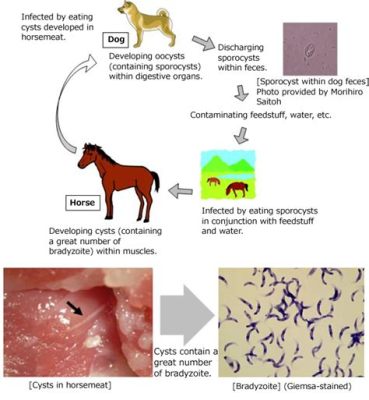  Sporozoanın Gizemli Dünyasına Yolculuk: Sarcocystis! Parazit Olmanın Ötesinde Bir Hayatı Keşfedin!