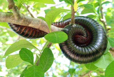  Millipede:  This Many-Legged Marvel Enjoys Hiding Under Rocks and Feasting on Decaying Leaves