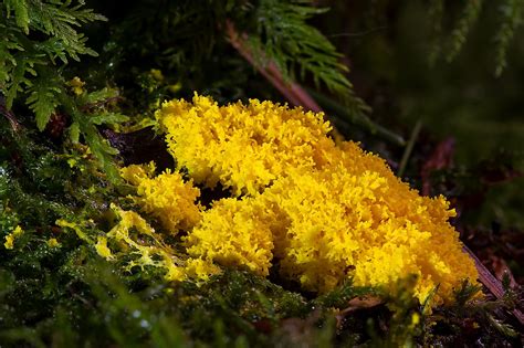  Yellowamoeba! Exploring the Fascinating World of a Single-celled Slime Mold with an Unusual Color